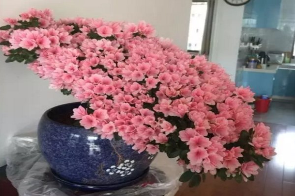 100年的杜鵑開花千朵，15年的三角梅8層樓高，咋養(yǎng)的？