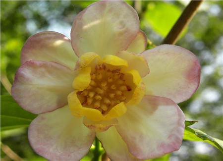 夏臘梅開花圖片欣賞