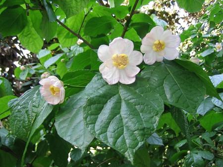 夏臘梅開花圖片欣賞