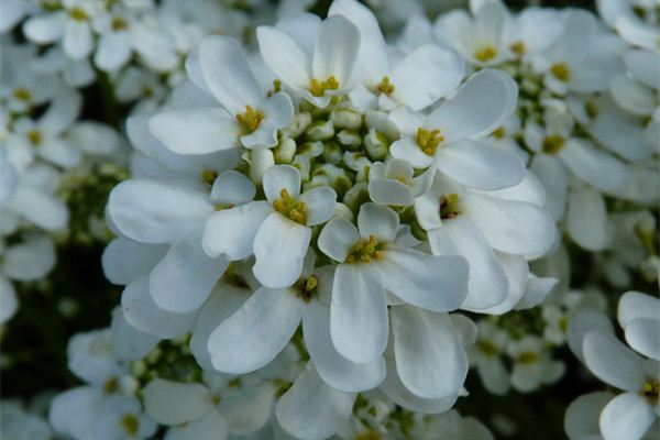 屈曲花什么時候開花