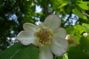 夏臘梅什么時候開花