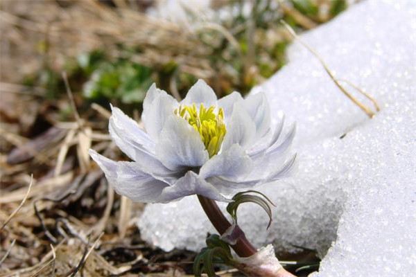 雪蓮花圖片欣賞