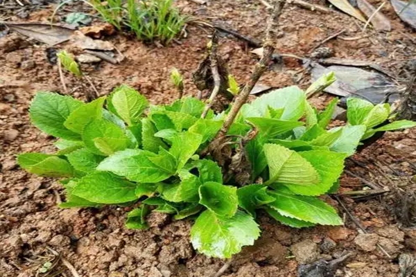 室內(nèi)繡球這么養(yǎng)，剪個枝種十盆，一分錢不花！