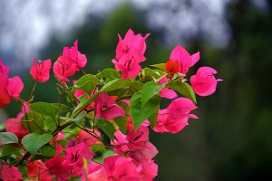 三角梅如何多開(kāi)花