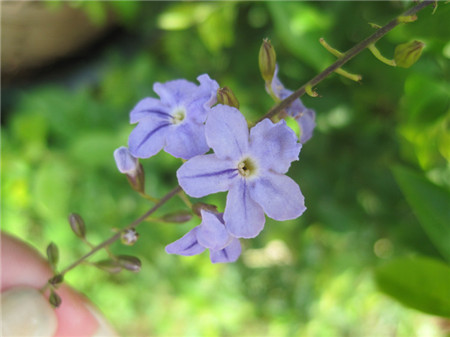 假連翹開花圖片欣賞