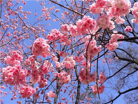 櫻花開花圖片欣賞