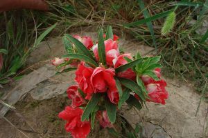 茶花鳳仙什么時候開花