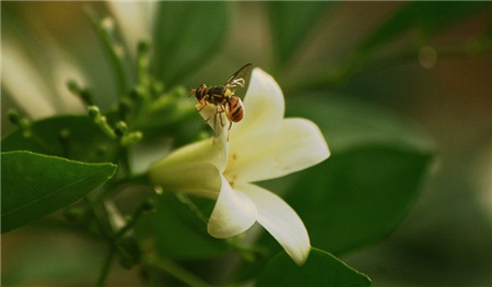 七里香開花圖片欣賞