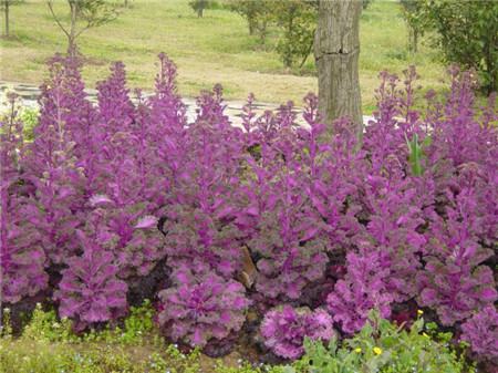 羽衣甘藍開花欣賞