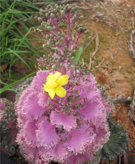 羽衣甘藍開花欣賞