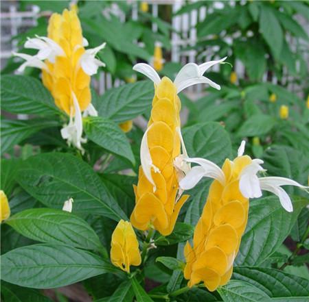 金苞花開花圖片欣賞