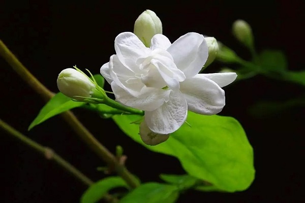 茉莉花開(kāi)花后怎么辦