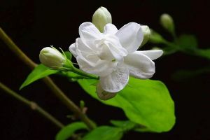 茉莉花開花后怎么辦