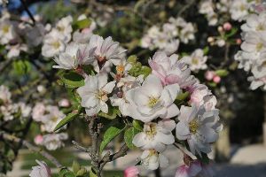 海棠花怎么延長(zhǎng)花期