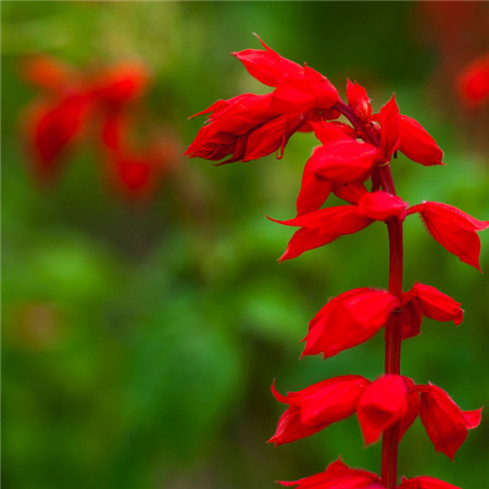 一串紅的花語