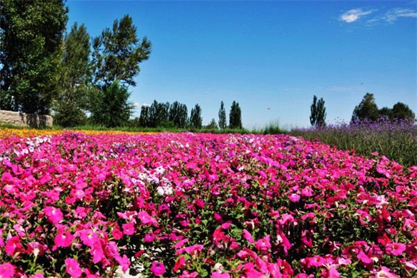 矮牽牛和牽牛花的區(qū)別