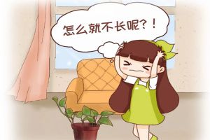 綠蘿君子蘭…長(zhǎng)太慢？學(xué)2招，蹭蹭爬上墻，葉子綠得冒油！