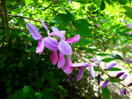 漂亮的花木藍(lán)