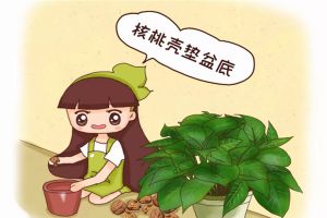 給花來個“人工呼吸”，葉子綠得像翡翠，養(yǎng)20年不爛根！