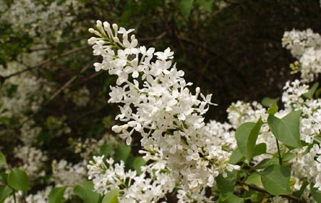 丁香花品種