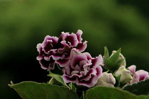 大巖桐開(kāi)花后怎么辦