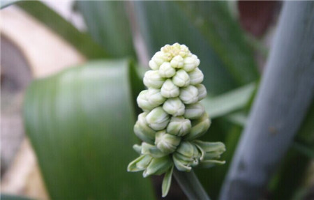 油點百合的栽培基質(zhì)和容器