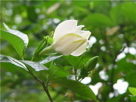 梔子花地栽