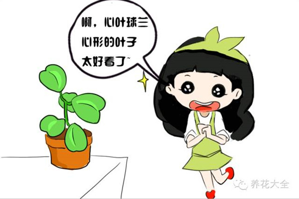 這花就算永遠不開花，我也想養(yǎng)一萬年