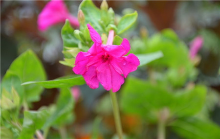 紫茉莉什么時候開花