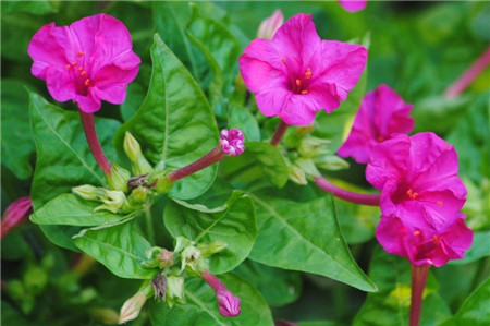 紫茉莉開花需要什么條件