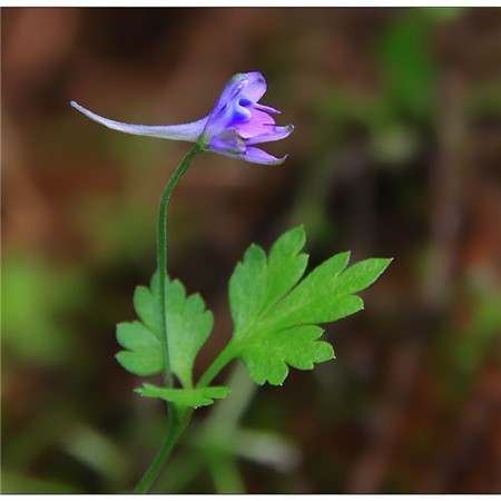 還亮草開花