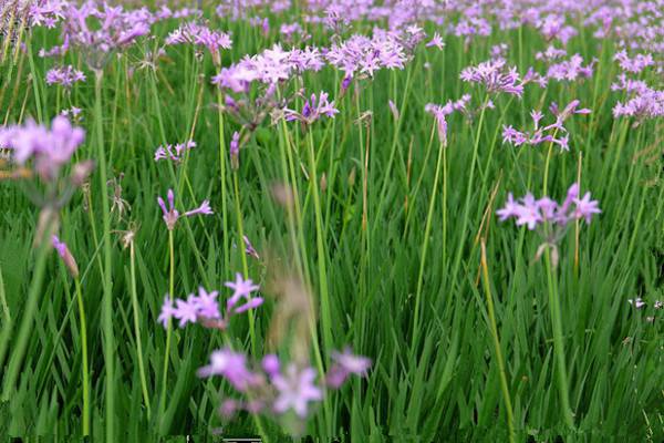 紫嬌花什么時(shí)候開花