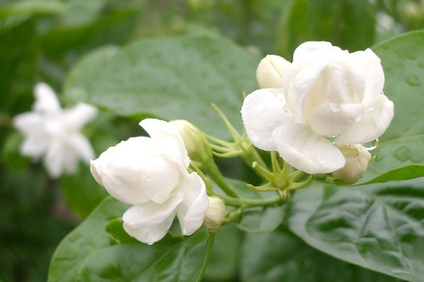 毛茉莉和茉莉花的區(qū)別