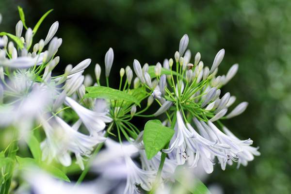 百子蓮的花期