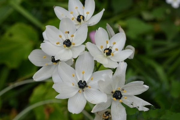 虎眼萬年青開花嗎