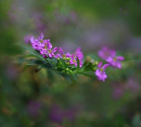 紫雪茄花