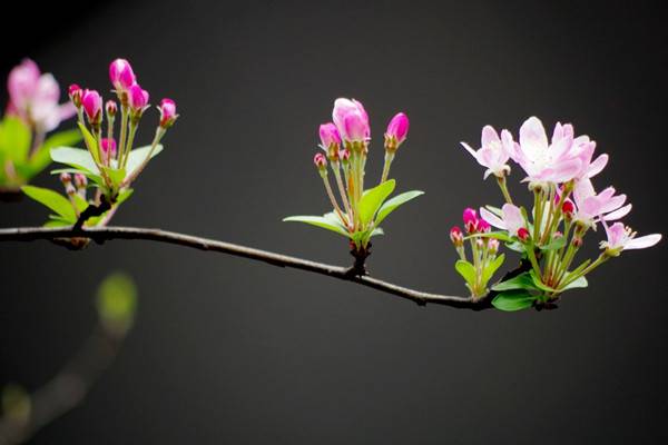 家里沒(méi)有光，養(yǎng)這6種植物也能開(kāi)出花