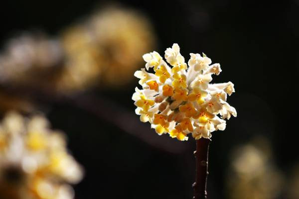 結(jié)香的花期