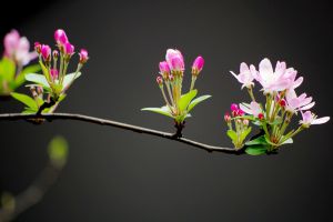 家里沒有光，養(yǎng)這6種植物也能開出花