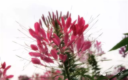 水果皮、爛菜葉做花肥