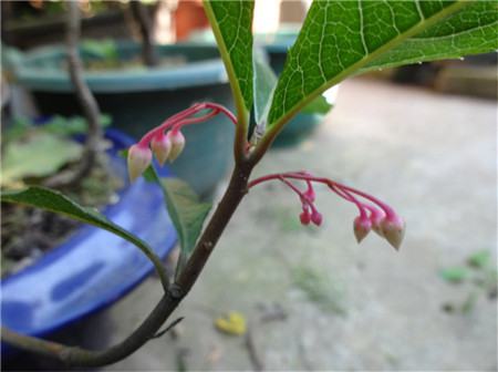 朱砂根什么時(shí)候開花