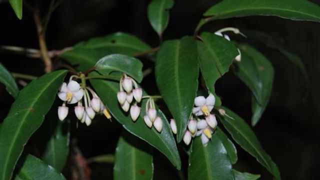 朱砂根什么時(shí)候開花