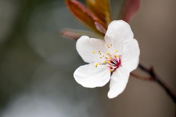 櫻花開(kāi)花后怎么辦？