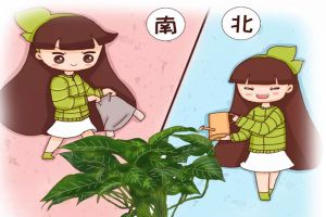 北澆淘米水，南用草木灰，用錯(cuò)了，99%的花都活不了！