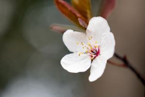 櫻花開花后怎么辦？