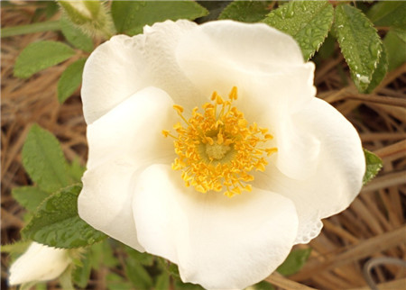 繅絲花開花