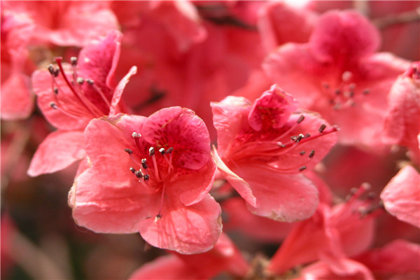 干杜鵑花枝條怎么開花