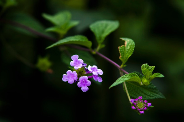 香水草什么時(shí)候開花