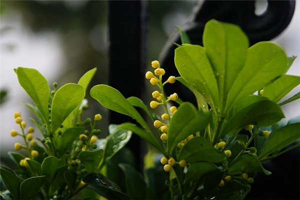 米蘭花花期怎么延長(zhǎng)