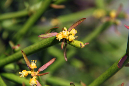 光棍樹開花